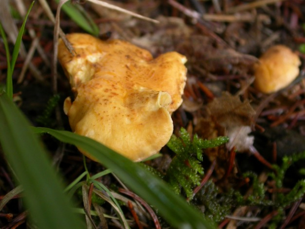 Chanterelle commune